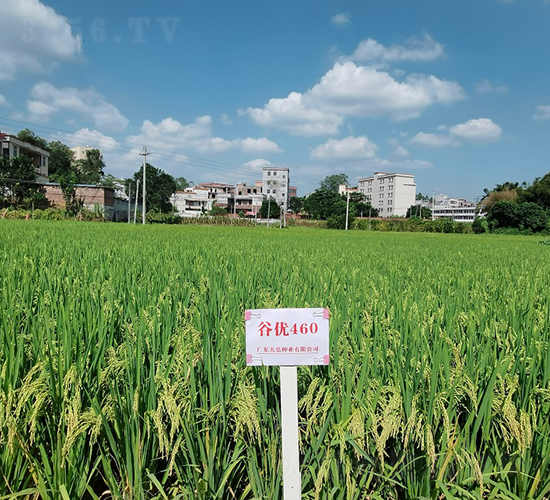 �ȃ�(y��u)460-ˮ���N��-���N�I(y��)