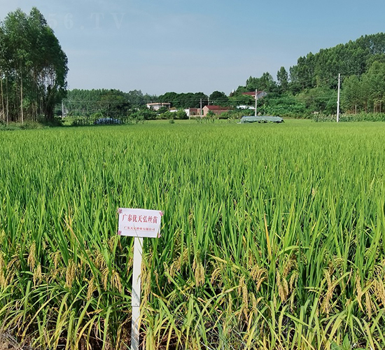 �V̩��(y��u)���z��-ˮ���N��-���N�I(y��)