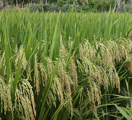 ׿��(y��u)492-ˮ���N��-���N�I(y��)