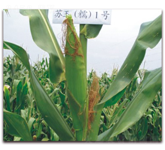 �K��Ŵ1̖(h��o)-Ŵ���׷N��-�к̷N�I(y��)