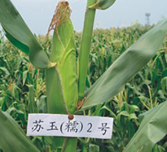 �K��Ŵ2̖(h��o)-Ŵ���׷N��-�к̷N�I(y��)