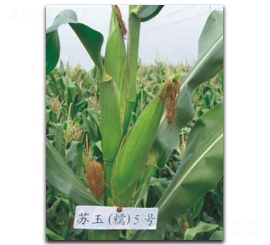 �K��Ŵ5̖-Ŵ���׷N��-�к̷N�I(y��)