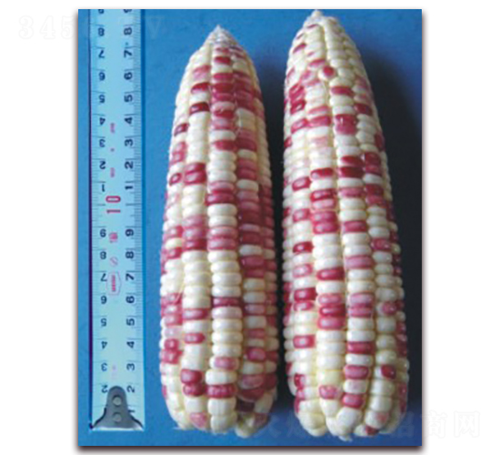 �K��Ŵ11̖-Ŵ���׷N��-�к̷N�I(y��)