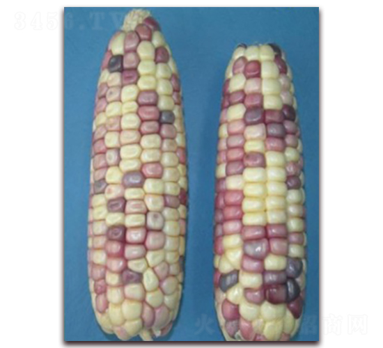 蘇玉糯18號(hào)-糯玉米種子-中禾種業(yè)