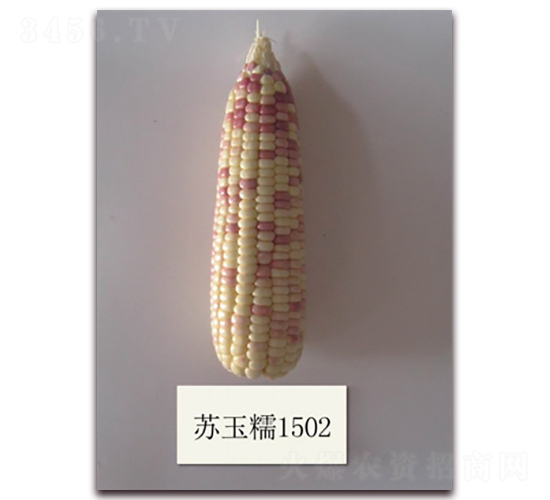 �K��Ŵ1502̖(h��o)-Ŵ���׷N��-�к̷N�I(y��)