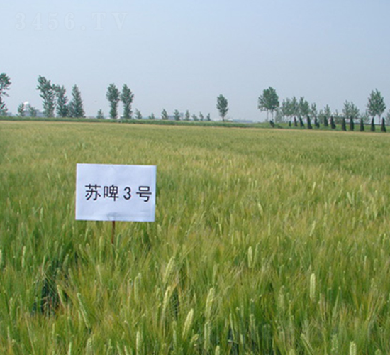 蘇啤3號(hào)-大麥種子-中禾種業(yè)