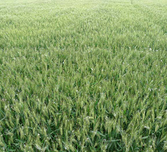 揚(yáng)麥20-小麥種子-中禾種業(yè)