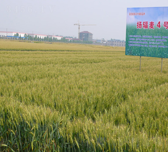 揚輻麥4號-小麥種子-中禾種業(yè)