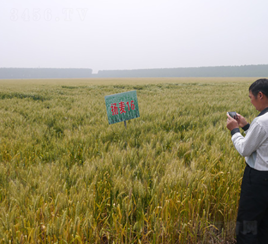 �P(y��ng)��16̖-С���N��-�к̷N�I(y��)