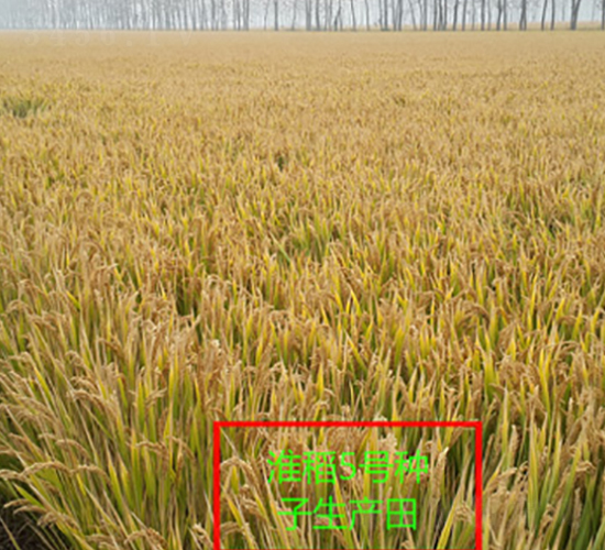 淮稻5號-水稻種子-中禾種業(yè)