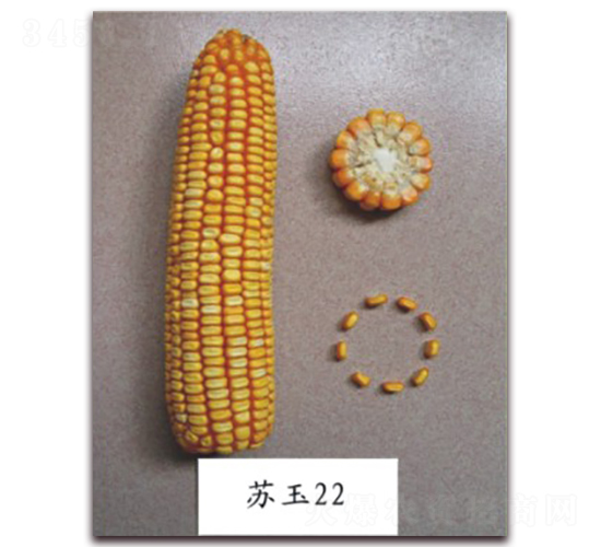 �K��22̖-���׷N��-�к̷N�I(y��)