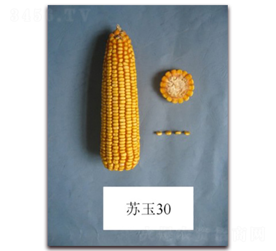 蘇玉30號(hào)-玉米種子-中禾種業(yè)