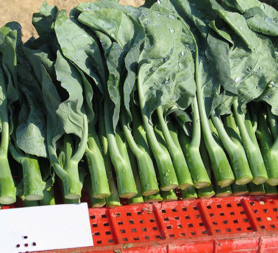 千芳-芥藍種子-亙青