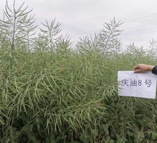 慶油8號(hào)-油菜種子-中一種業(yè)