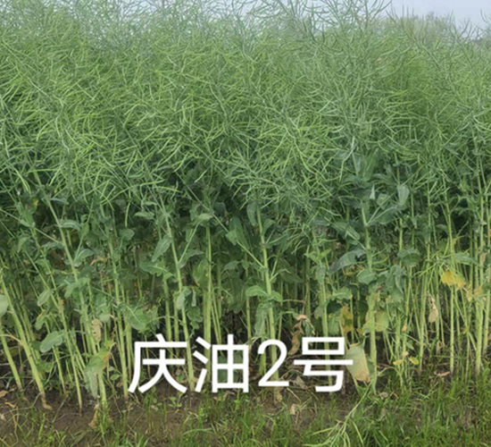 慶油2號(hào)-油菜種子-中一種業(yè)
