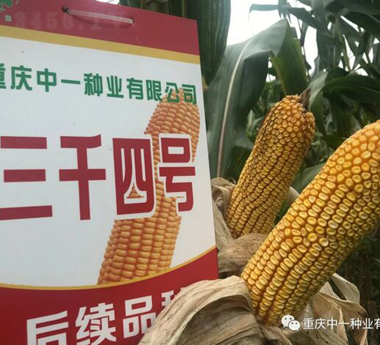 三千4號(hào)-玉米種子-中一種業(yè)