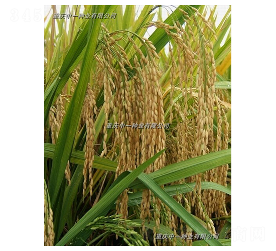 Q��(y��u)6̖-ˮ���N��-��һ�N�I(y��)