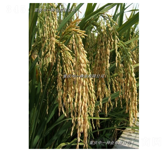 Q��(y��u)5̖-ˮ���N��-��һ�N�I(y��)