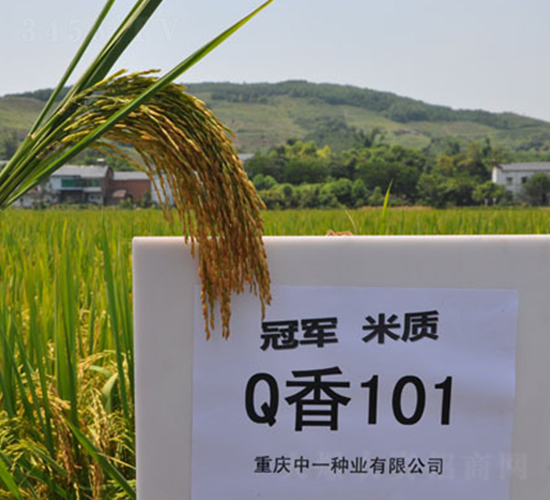 Q��101-ˮ���N��-��һ�N�I(y��)