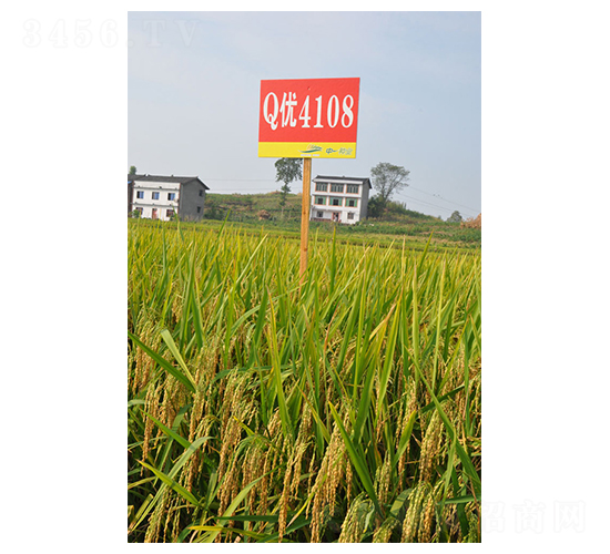 Q��(y��u)4108-ˮ���N��-��һ�N�I(y��)