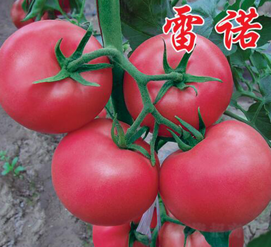 雷諾-秋延番茄種子-農(nóng)人農(nóng)業(yè)