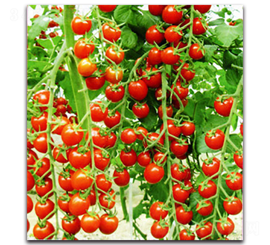 珍珠皇后2號-番茄種子-農(nóng)人農(nóng)業(yè)