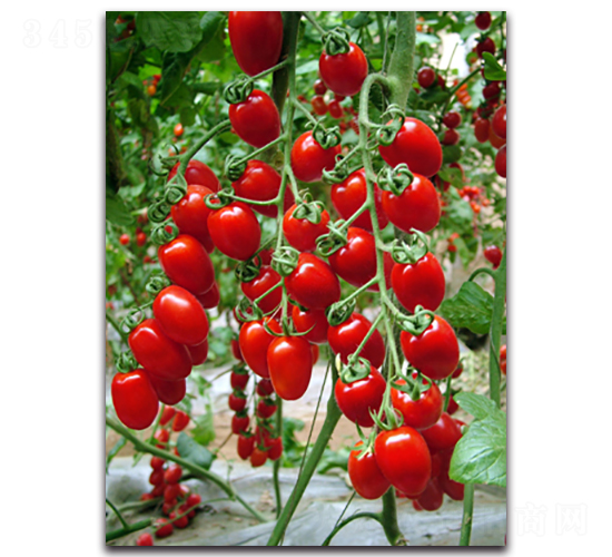 珍珠皇后1號(hào)-番茄種子-農(nóng)人農(nóng)業(yè)