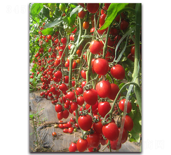 珍珠貴妃2號-番茄種子-農(nóng)人農(nóng)業(yè)