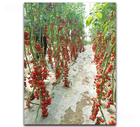 �����F��F1-���ѷN��-�r���r�I(y��)