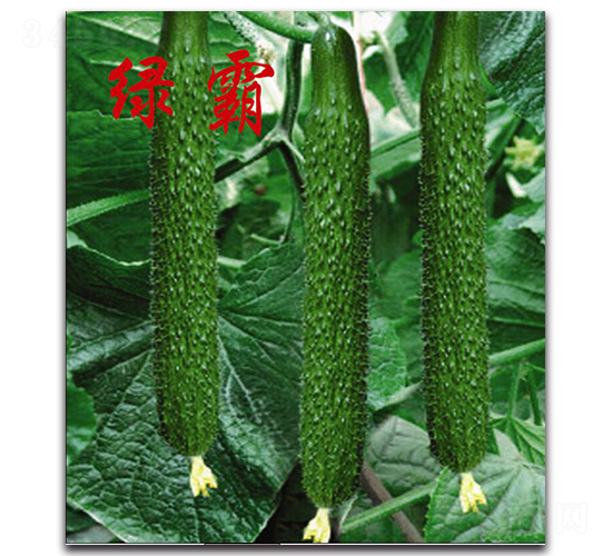 綠霸-黃瓜種子-農(nóng)人農(nóng)業(yè)