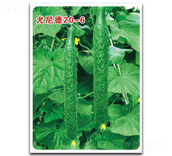 尤尼德20－6-黃瓜種子-中創(chuàng)智豐