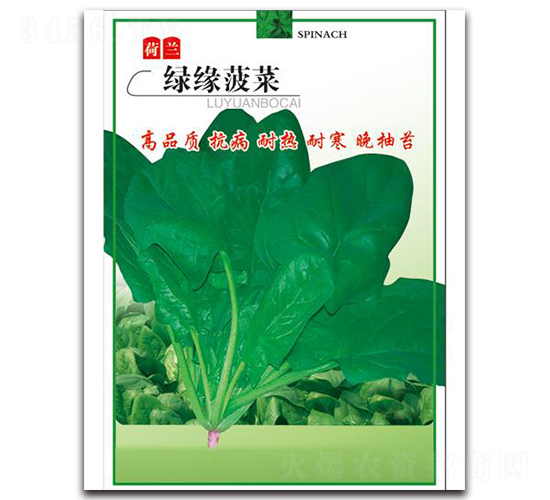 綠緣菠菜-菠菜種子-中創(chuàng)智豐