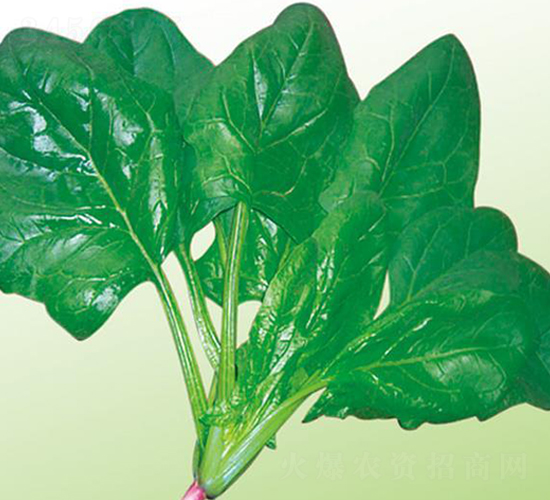 夏綠菠菜-菠菜種子-中創(chuàng)智豐