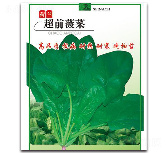 超前菠菜-菠菜種子-中創(chuàng)智豐