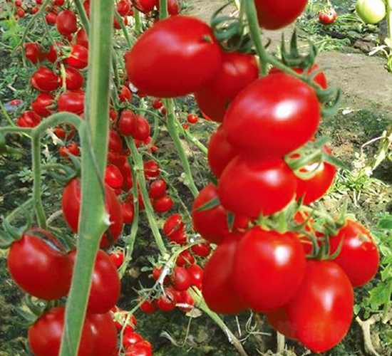 �����ʥ��-���t���N��-�Є�(chu��ng)���S