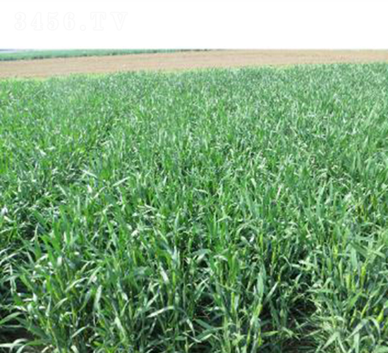 ��(j��)��262-С���N��-�����r(n��ng)�I(y��)