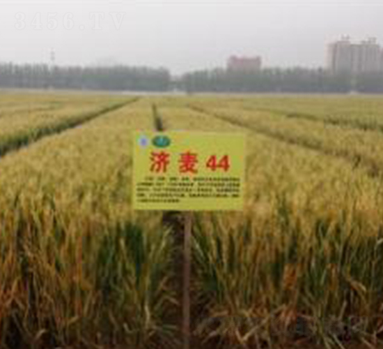 濟(jì)麥44-小麥種子-魯研農(nóng)業(yè)