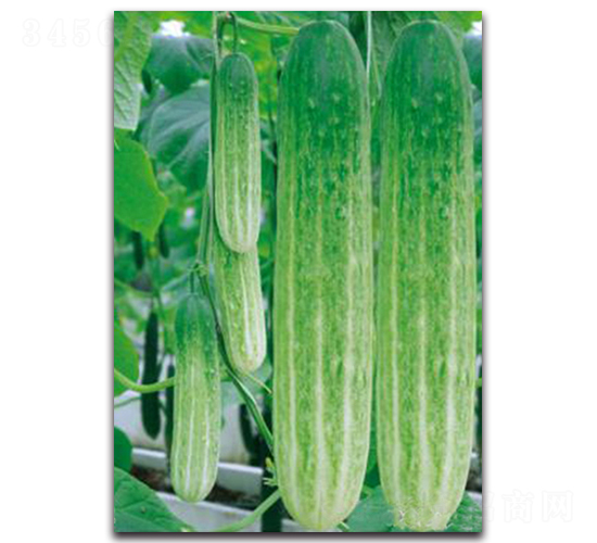津艷-黃瓜種子-湘妹子農(nóng)業(yè)