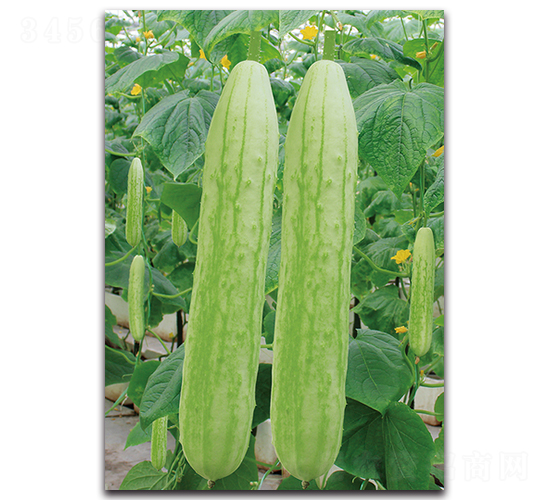 蔬園十二號(hào)-黃瓜種子-湘妹子農(nóng)業(yè)