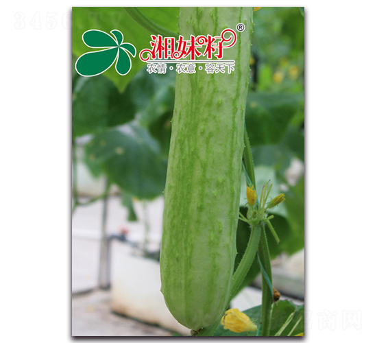 蔬園二號-黃瓜種子-湘妹子農(nóng)業(yè)