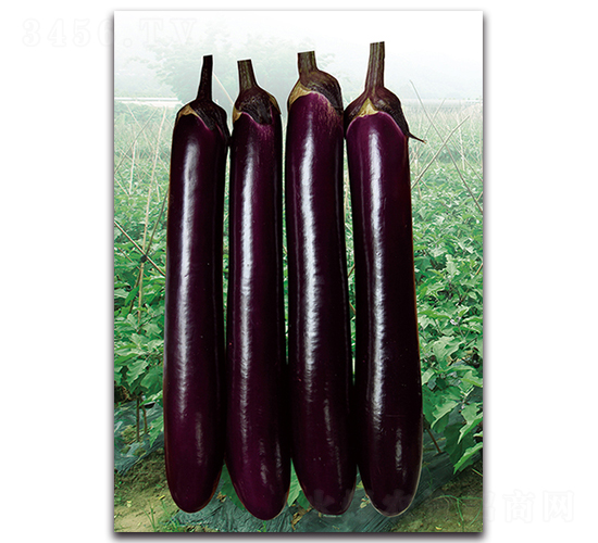 紫紅長(zhǎng)茄-茄子種子-湘妹子農(nóng)業(yè)