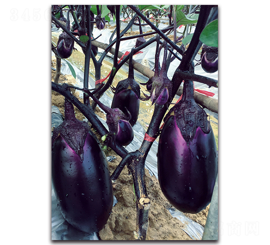 紫紅圓茄-茄子種子-湘妹子農(nóng)業(yè)