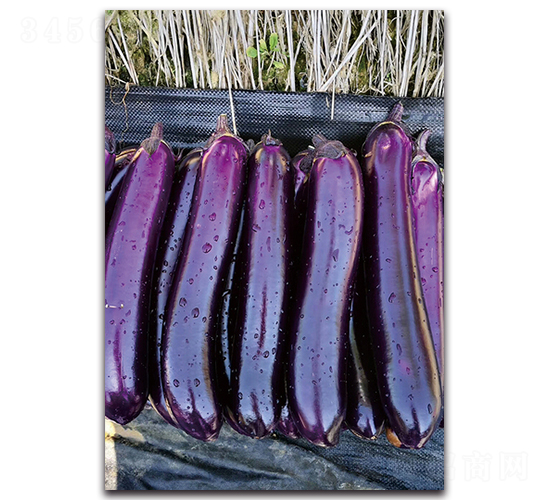 紫紅短棒-茄子種子-湘妹子農(nóng)業(yè)