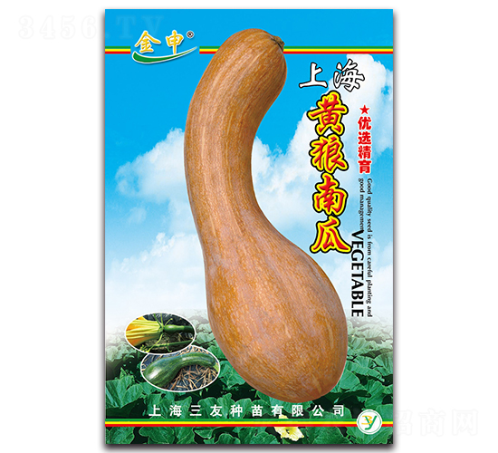 黃狼南瓜-南瓜種子-三友