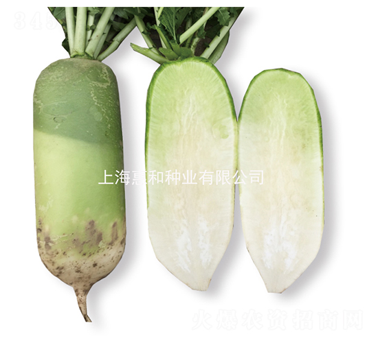 青帥-蘿卜種子-惠和種業(yè)