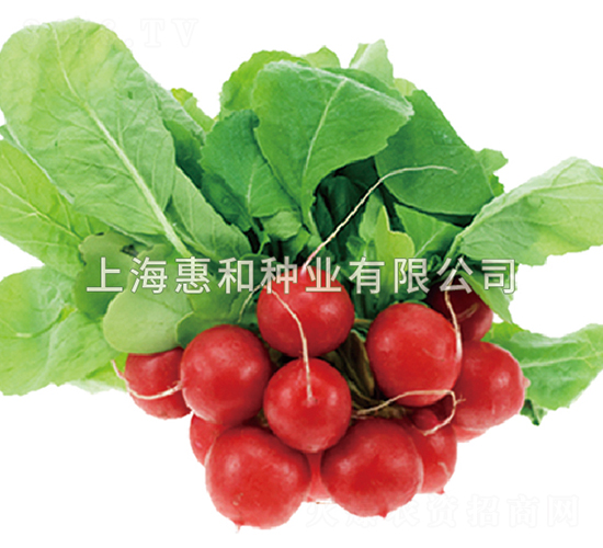 紅妃-蘿卜種子-惠和種業(yè)