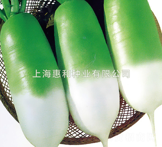 青豐-蘿卜種子-惠和種業(yè)