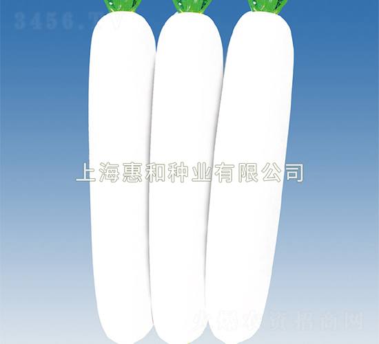 夏天使-蘿卜種子-惠和種業(yè)