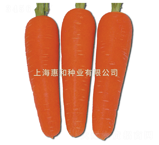 紅都238-胡蘿卜種子-惠和種業(yè)