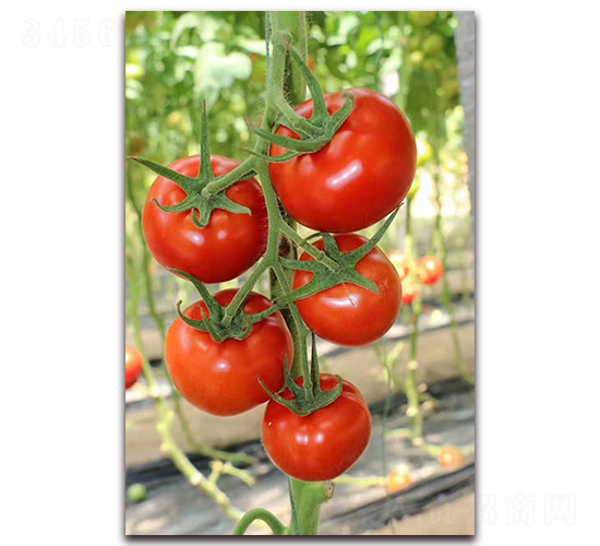 美利達-番茄種子-春秋種業(yè)